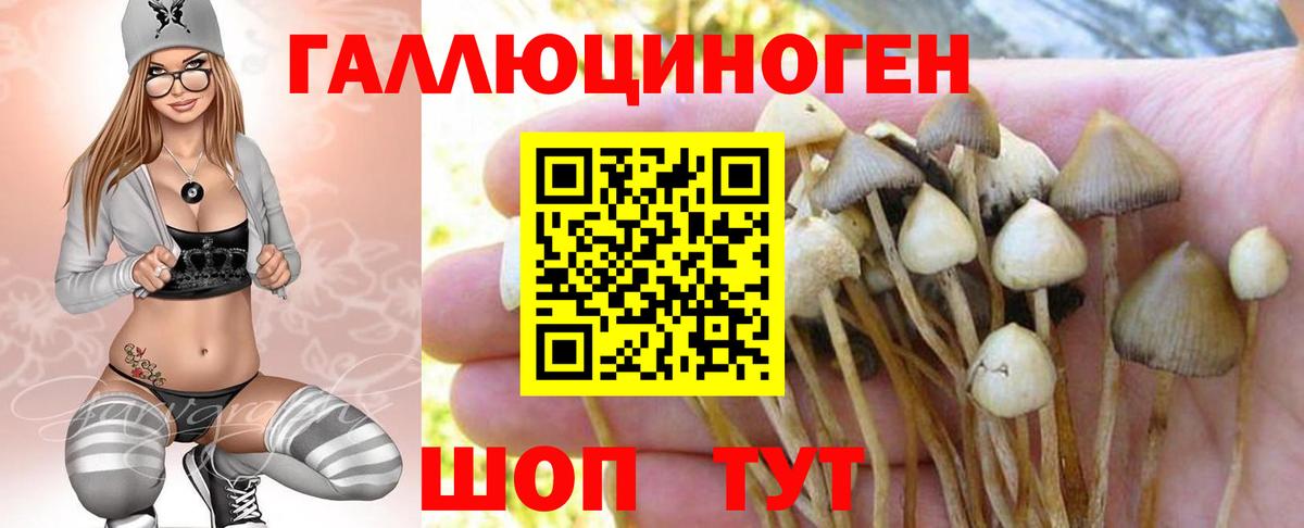 Псилоцибиновые грибы Psilocybine cubensis Сорочинск
